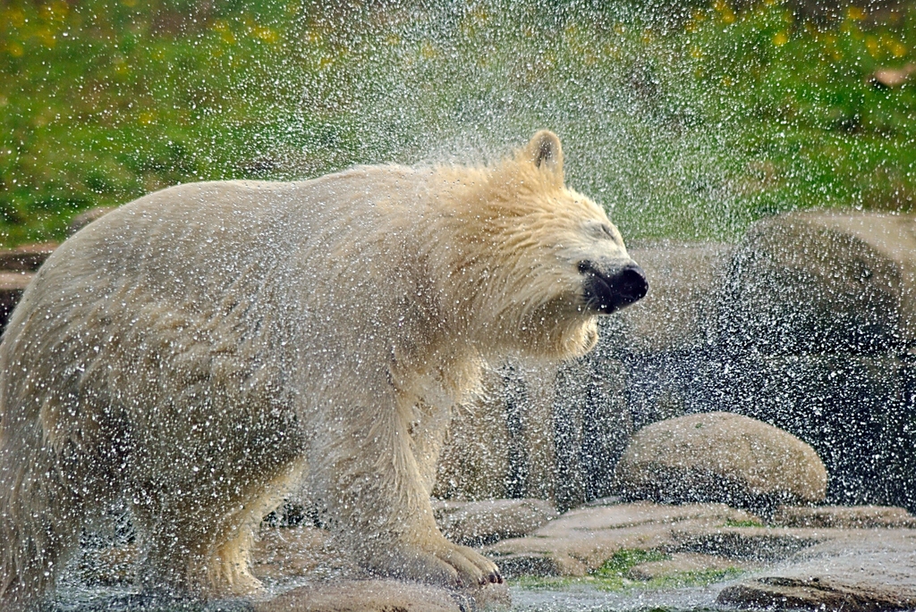 Polar bear
