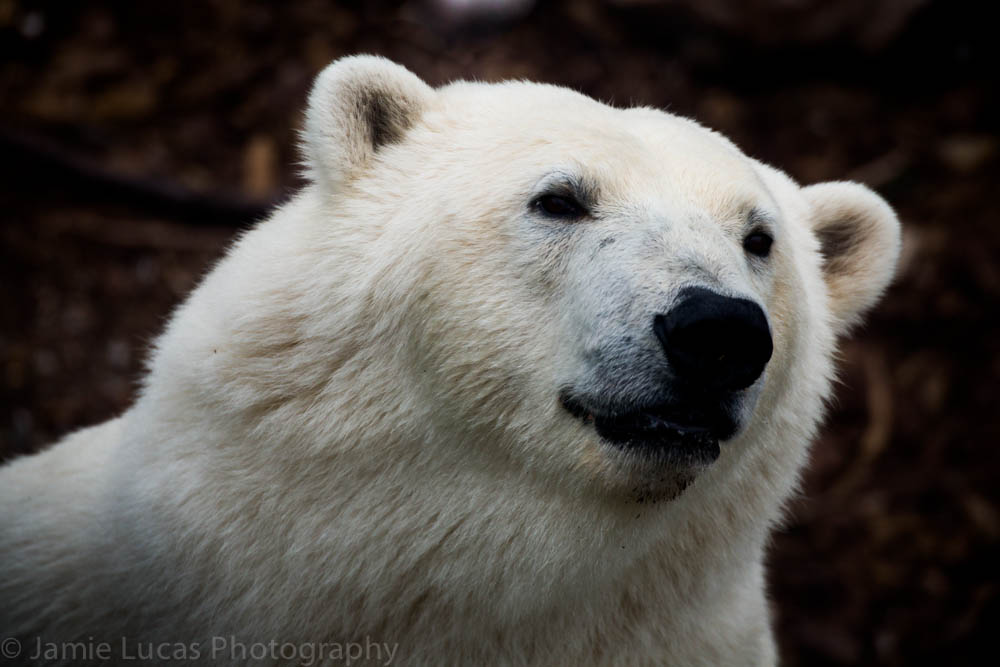 Polar Bear