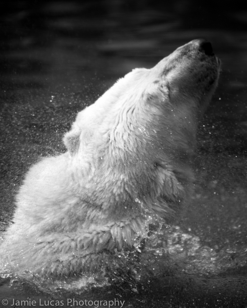 Polar Bear