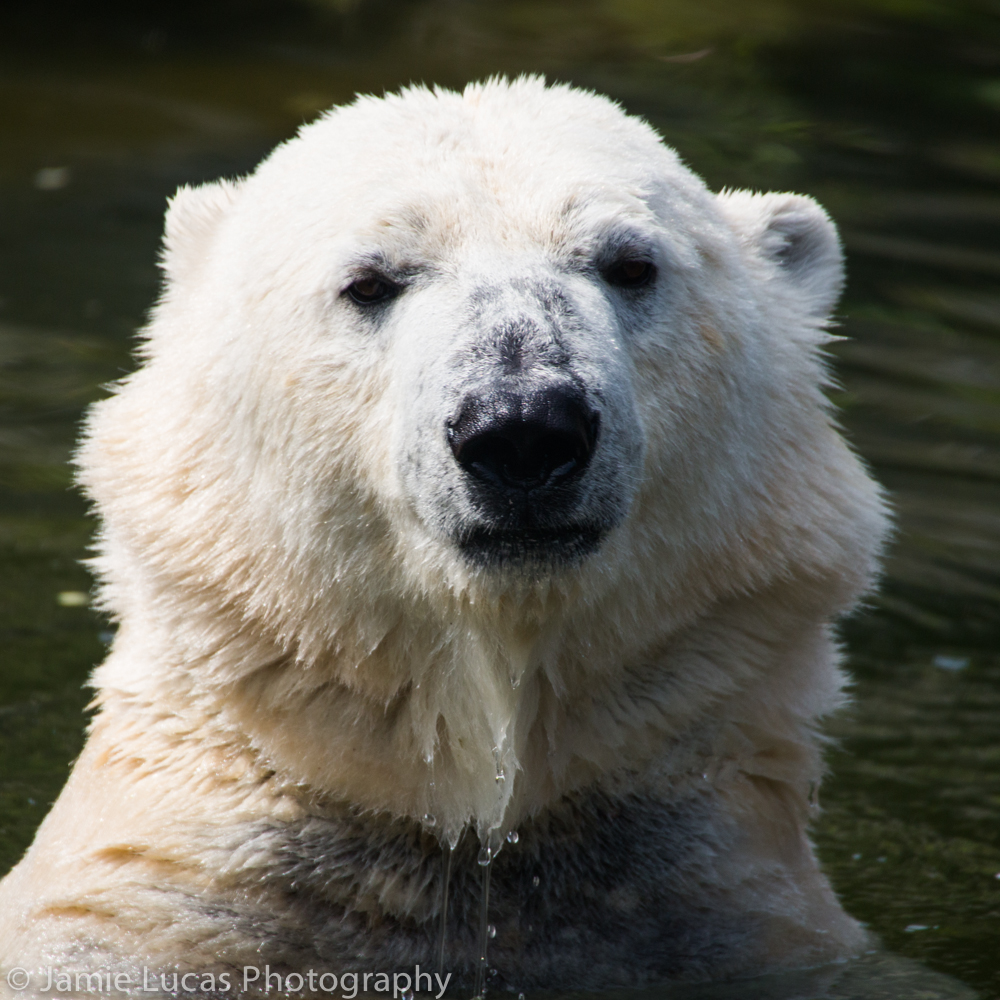 Polar Bear