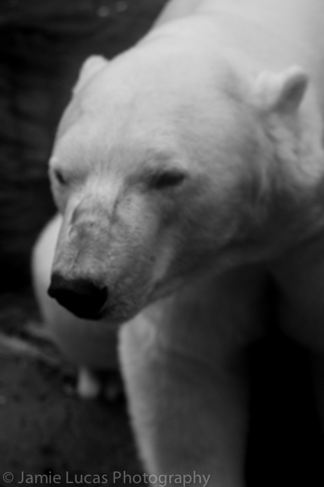 Polar Bear