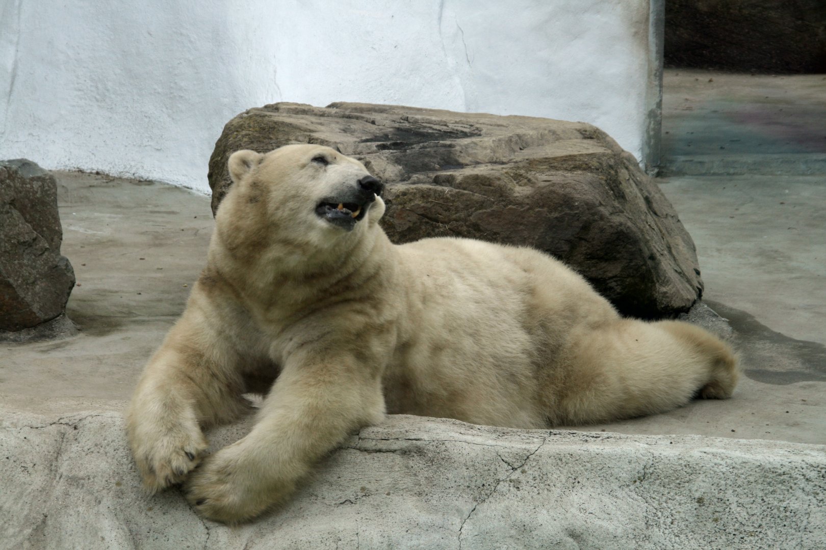Polar bear