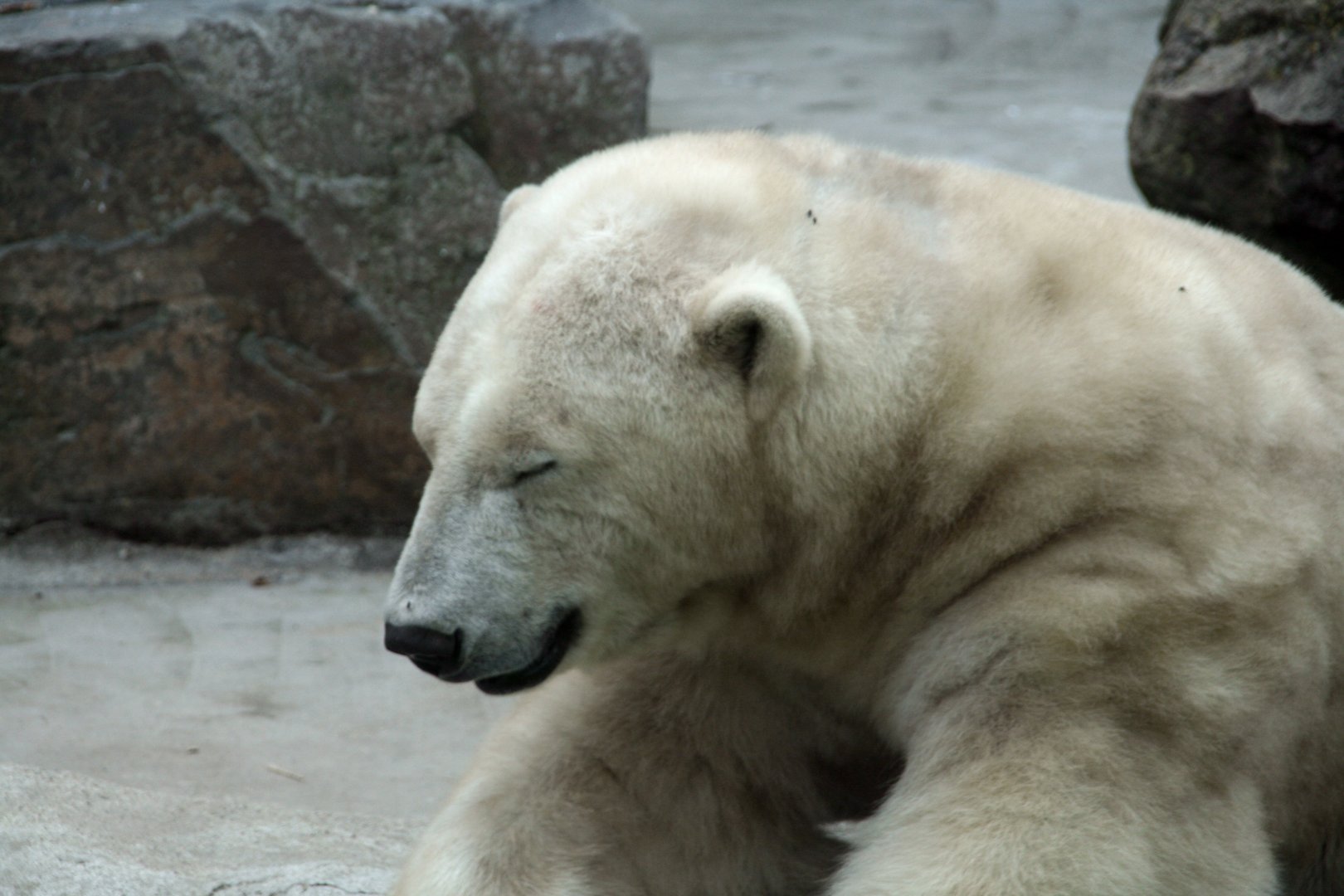 polar bear