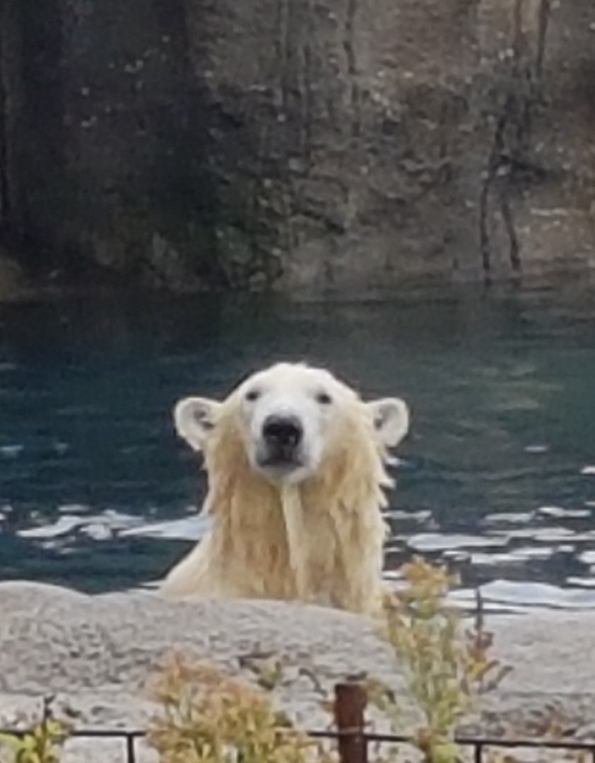 Polar bear