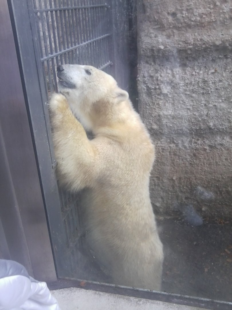 Polar Bear