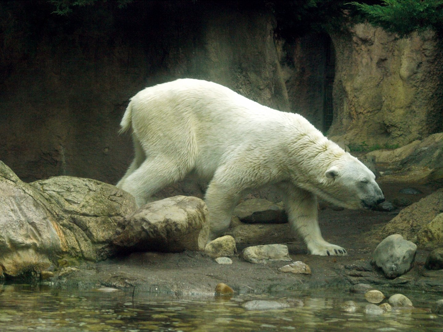 Polar bear
