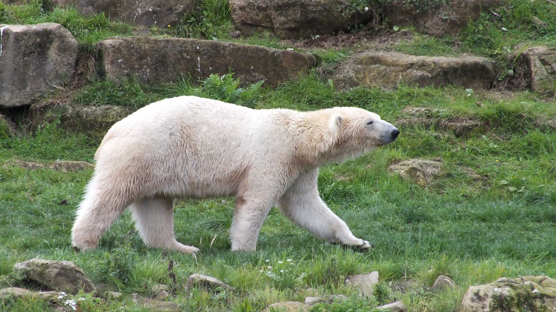 Polar Bear