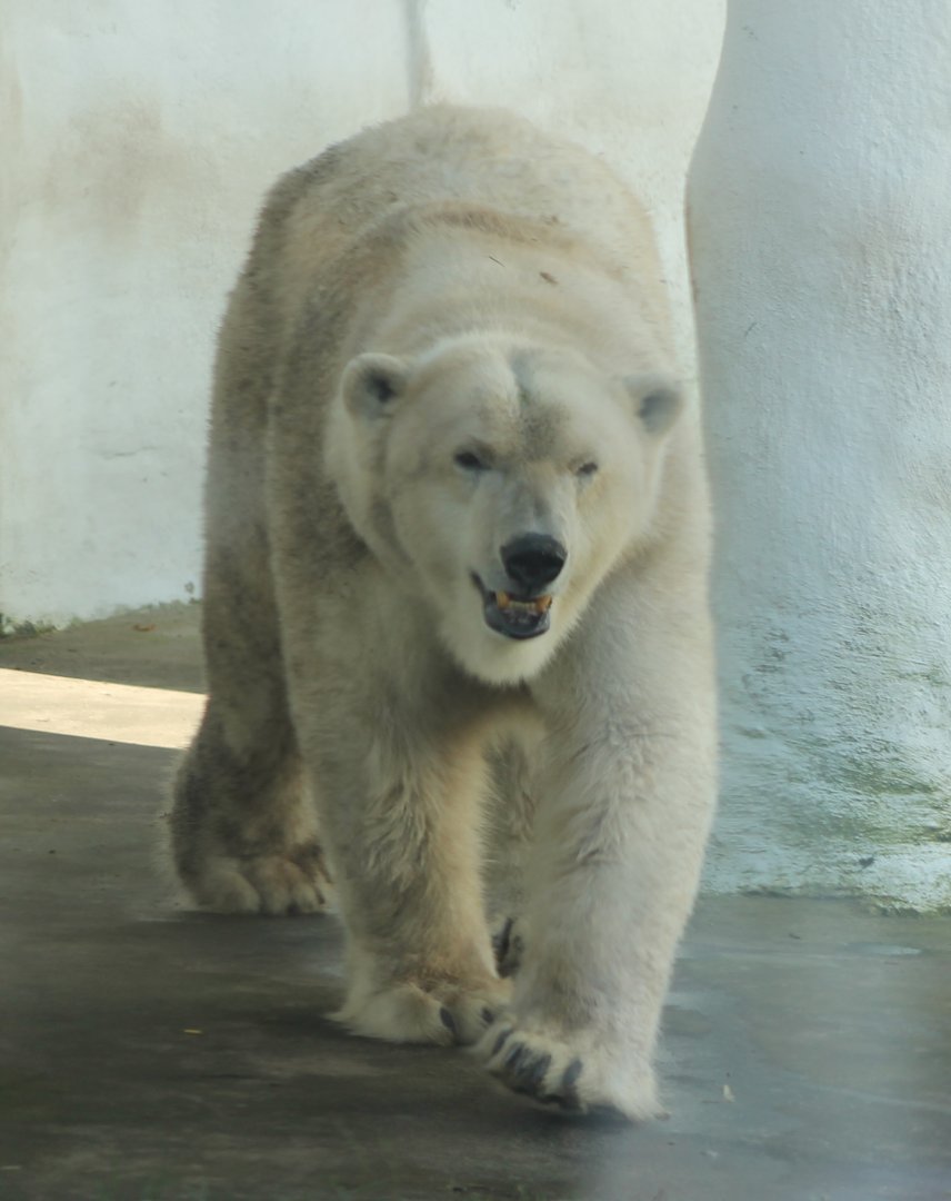Polar bear