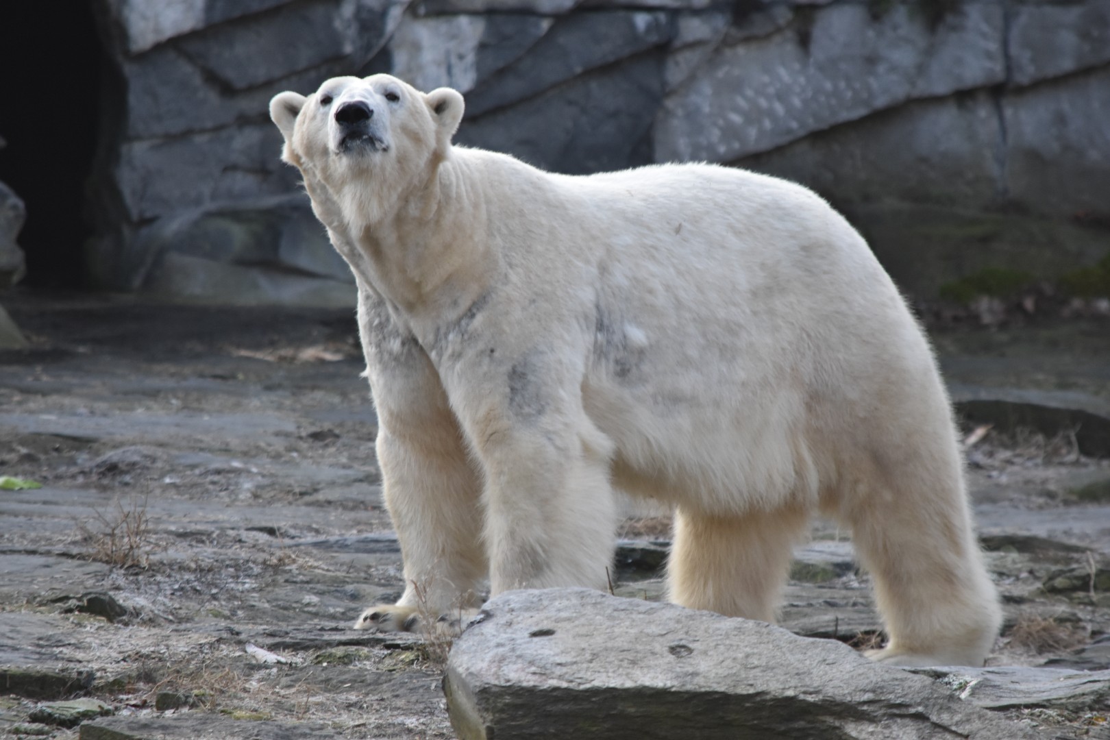 Polar bear