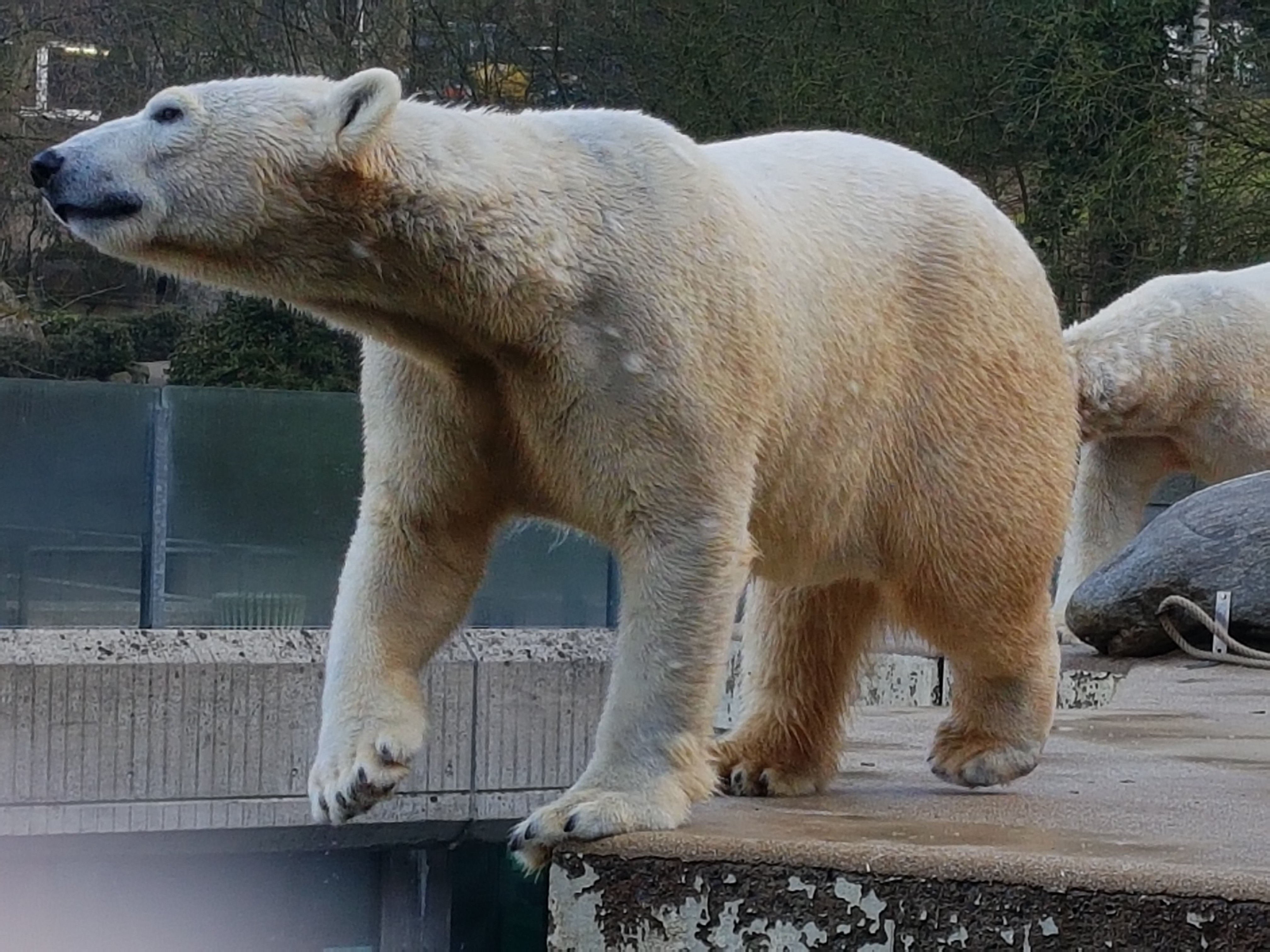 Polar bear