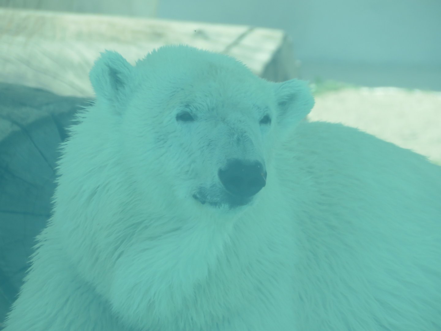 Polar bear