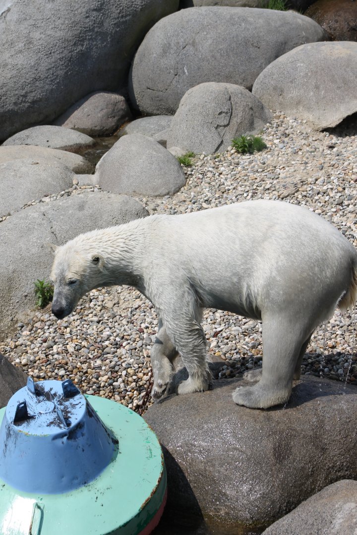 Polar bear