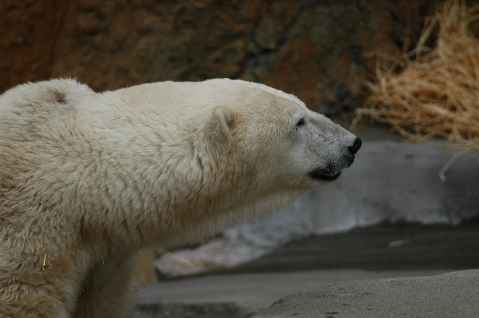 Polar Bear