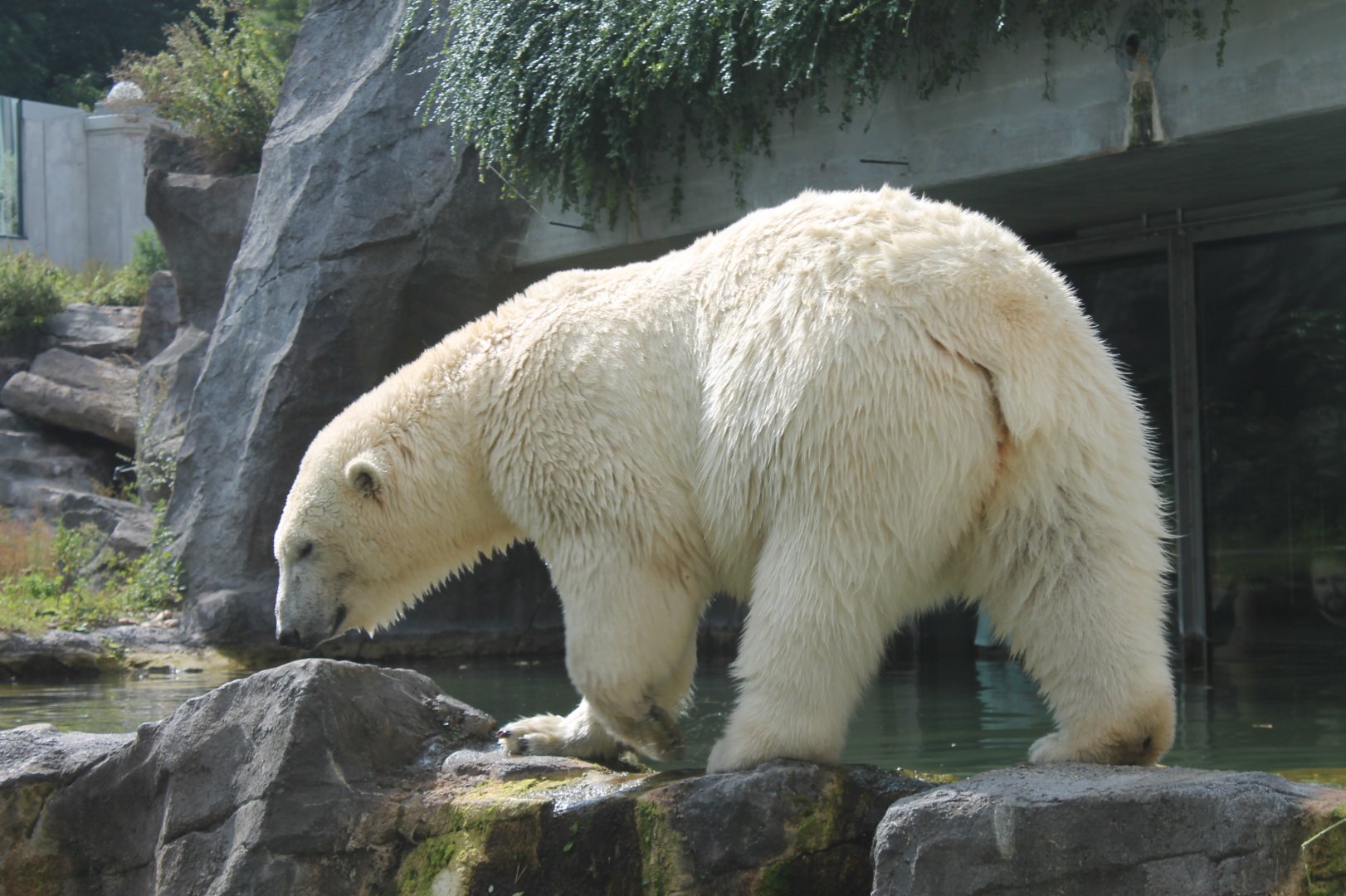 Polar Bear