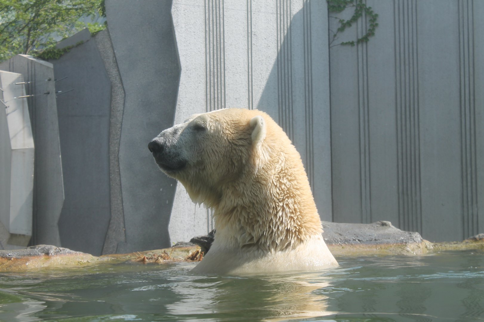 Polar Bear
