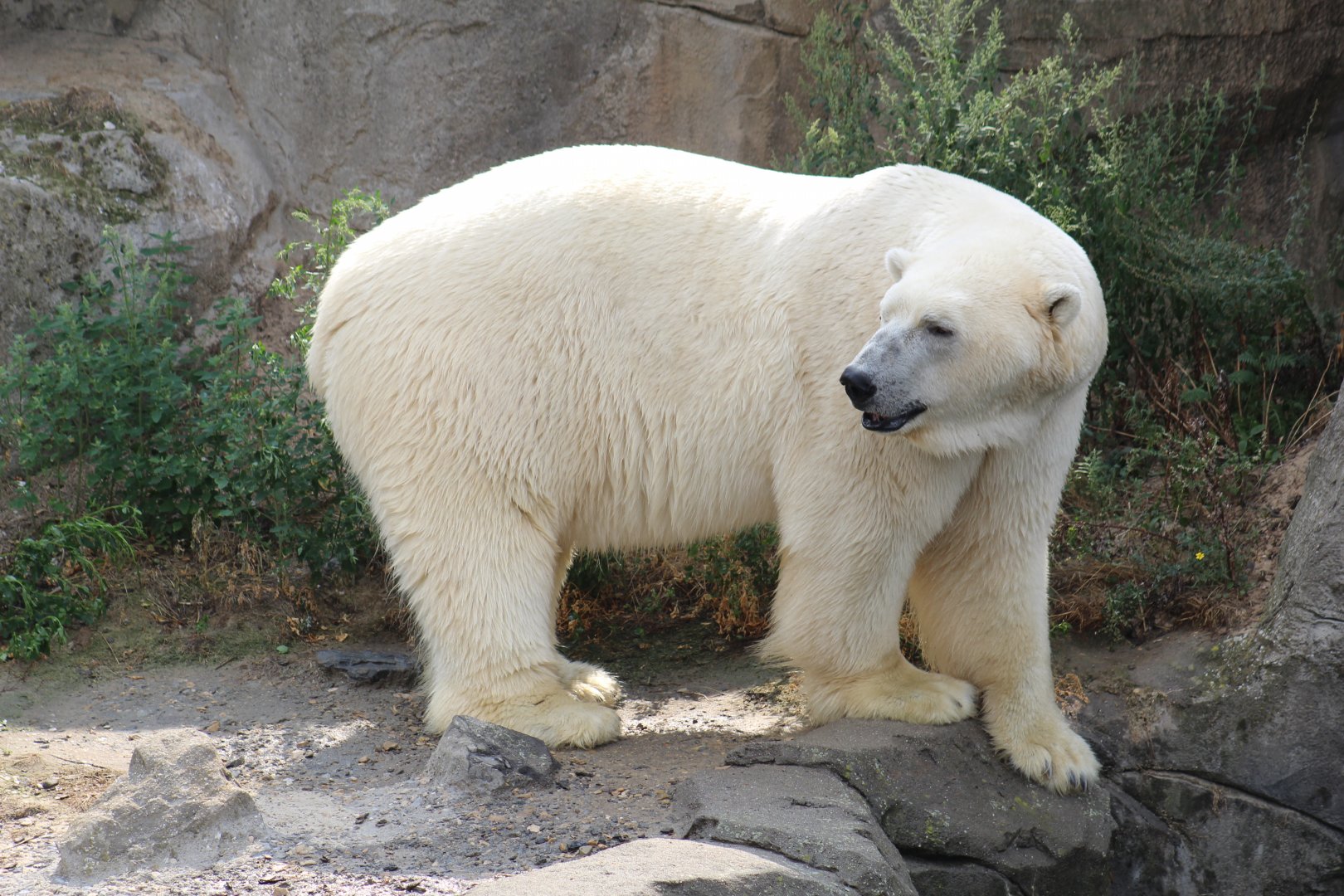 Polar Bear