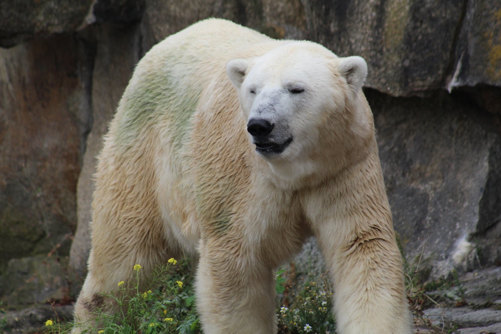 Polar Bear
