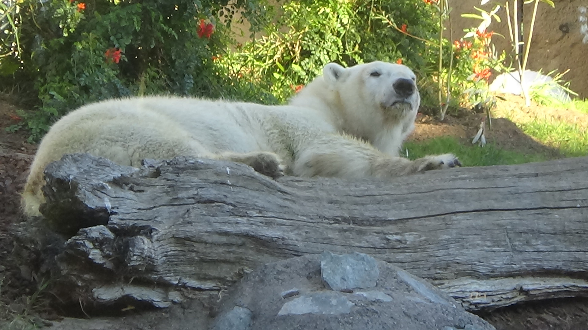 Polar bear