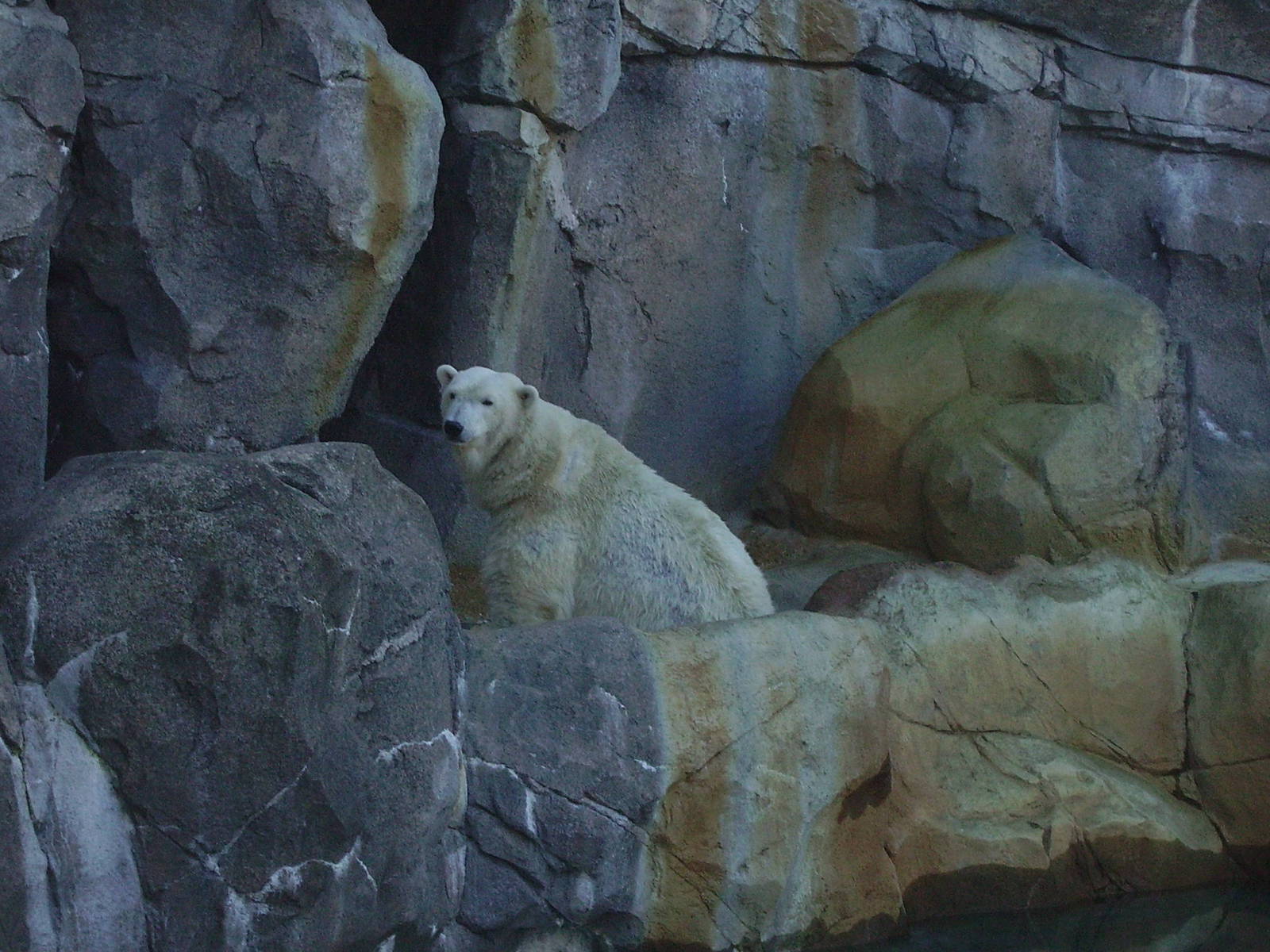 Polar Bear