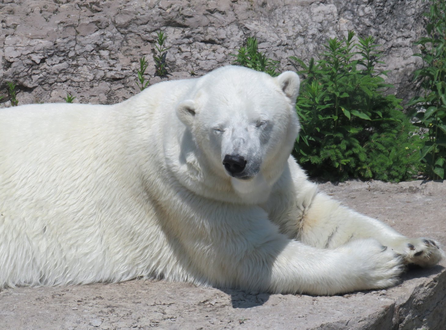 Polar bear