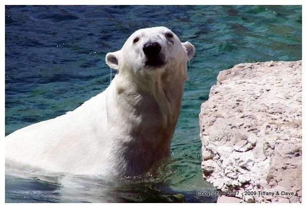 Polar Bear