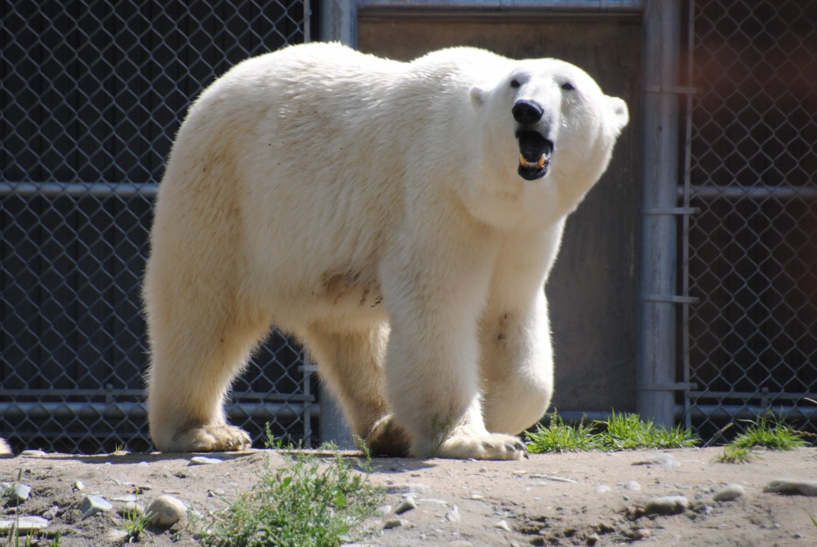 Polar Bear
