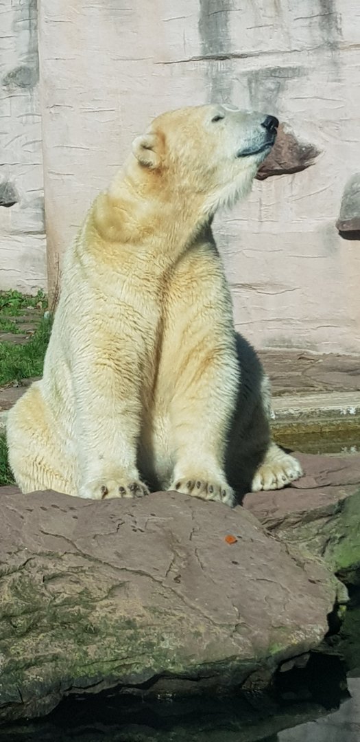 Polar bear