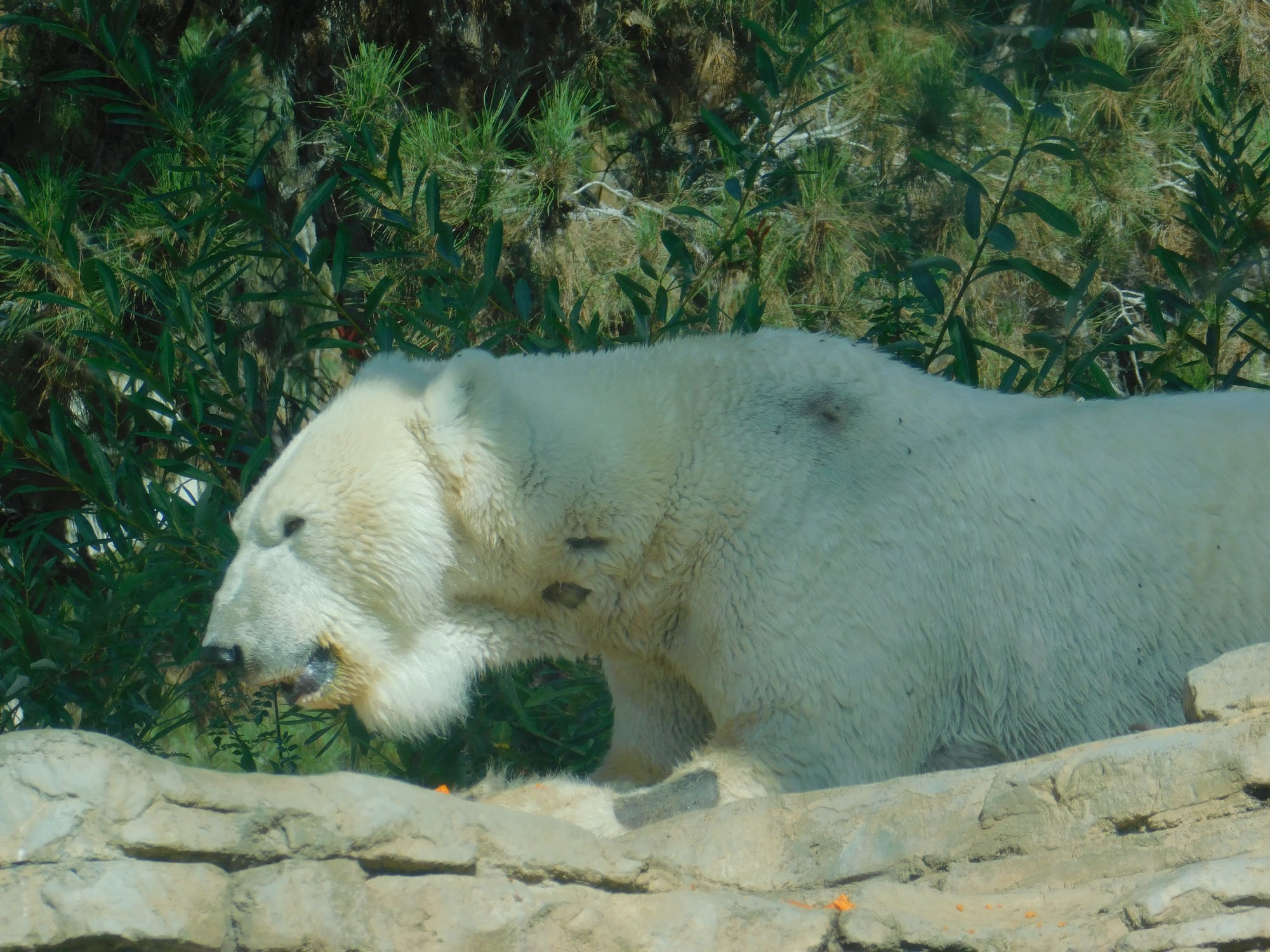 Polar Bear