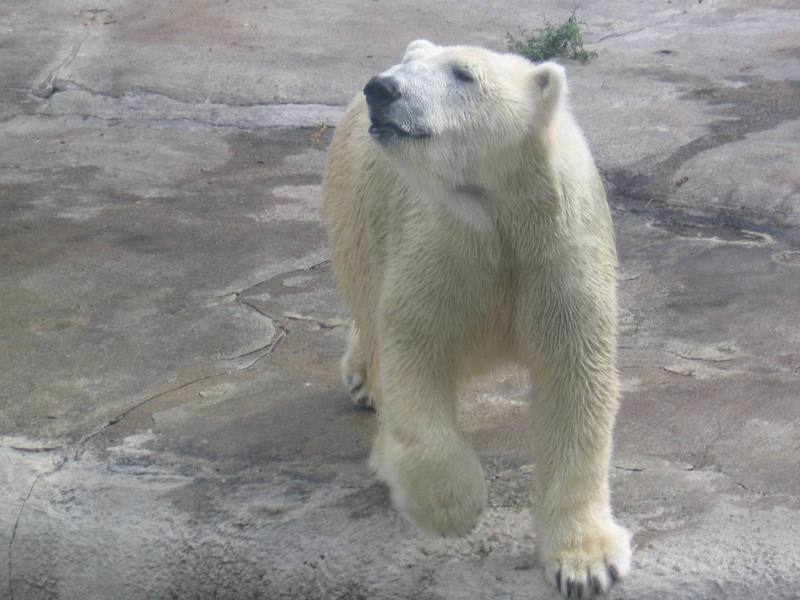 Polar Bear