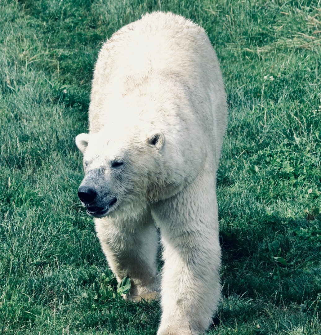 Polar Bear