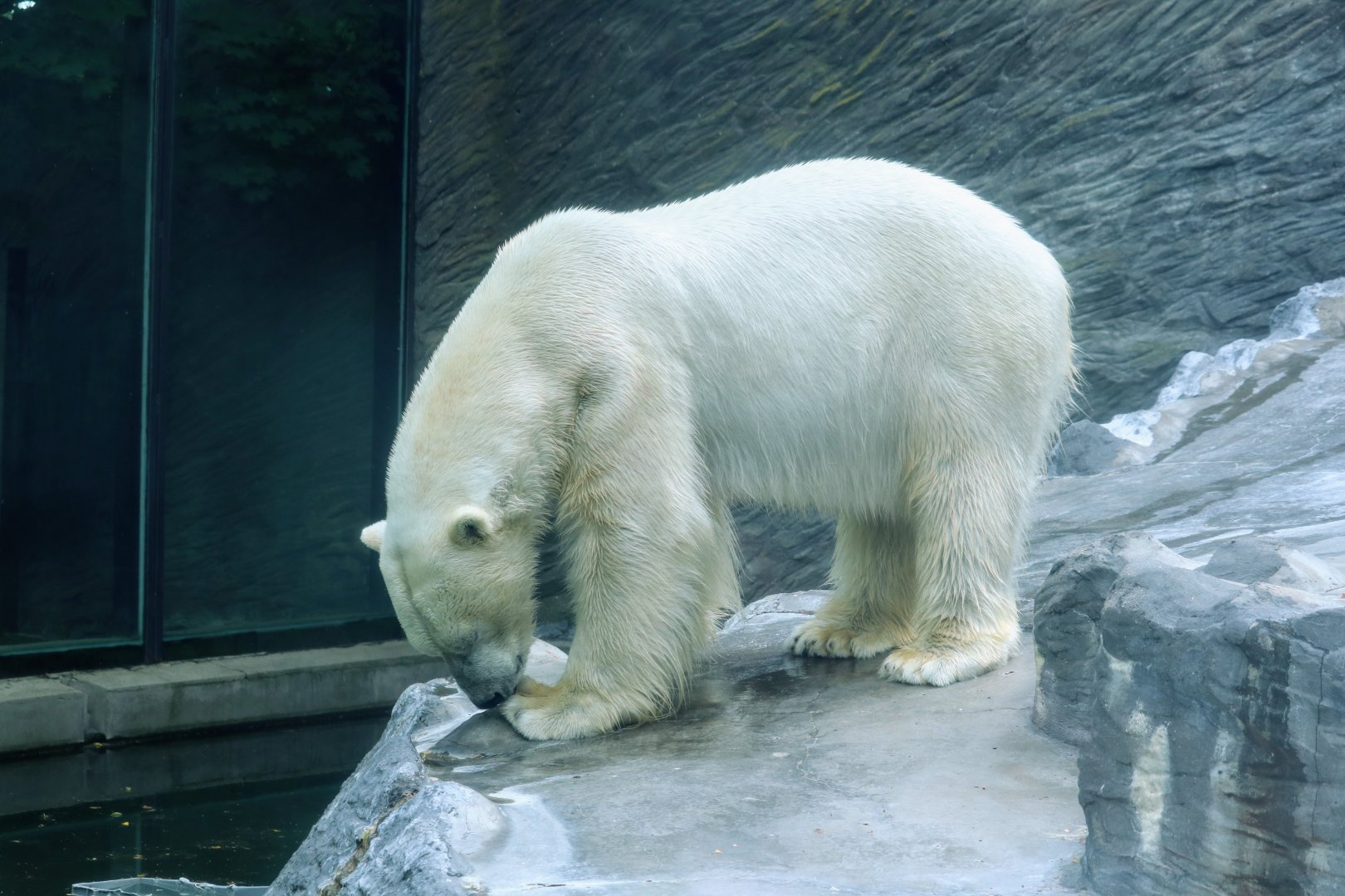 Polar Bear