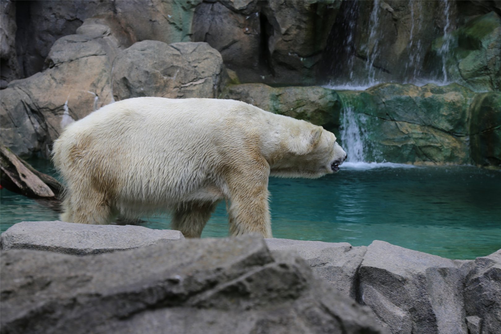 Polar Bear