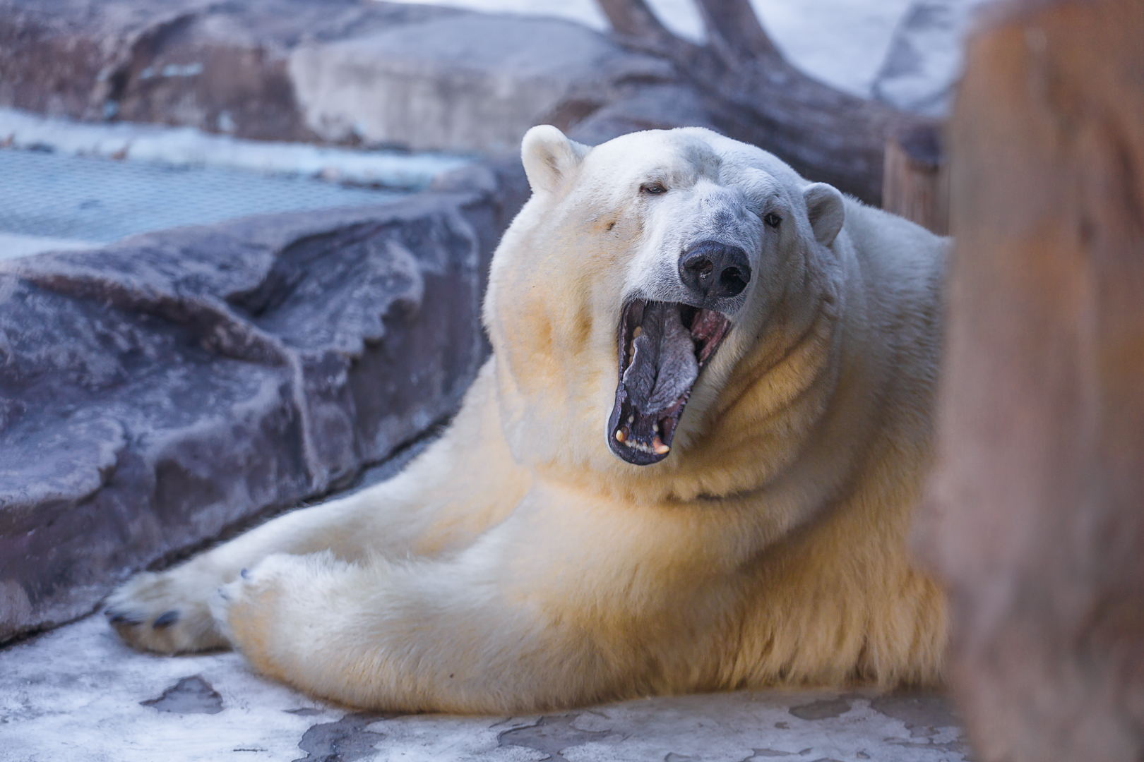 Polar bear
