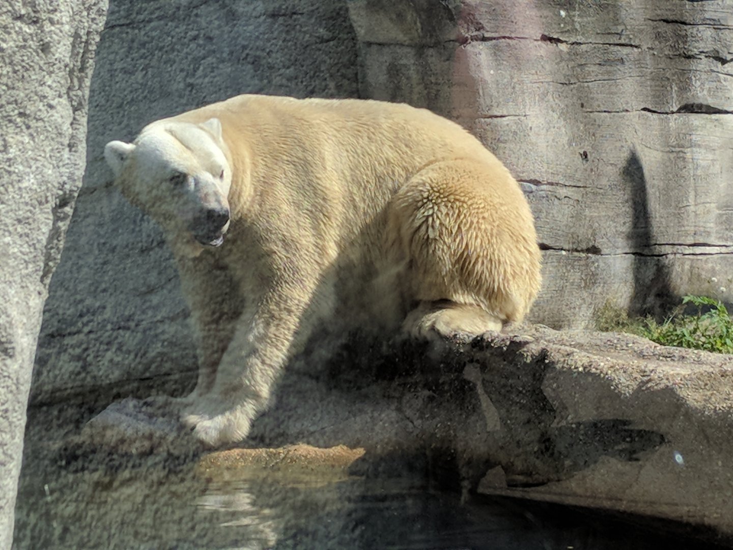 Polar bear