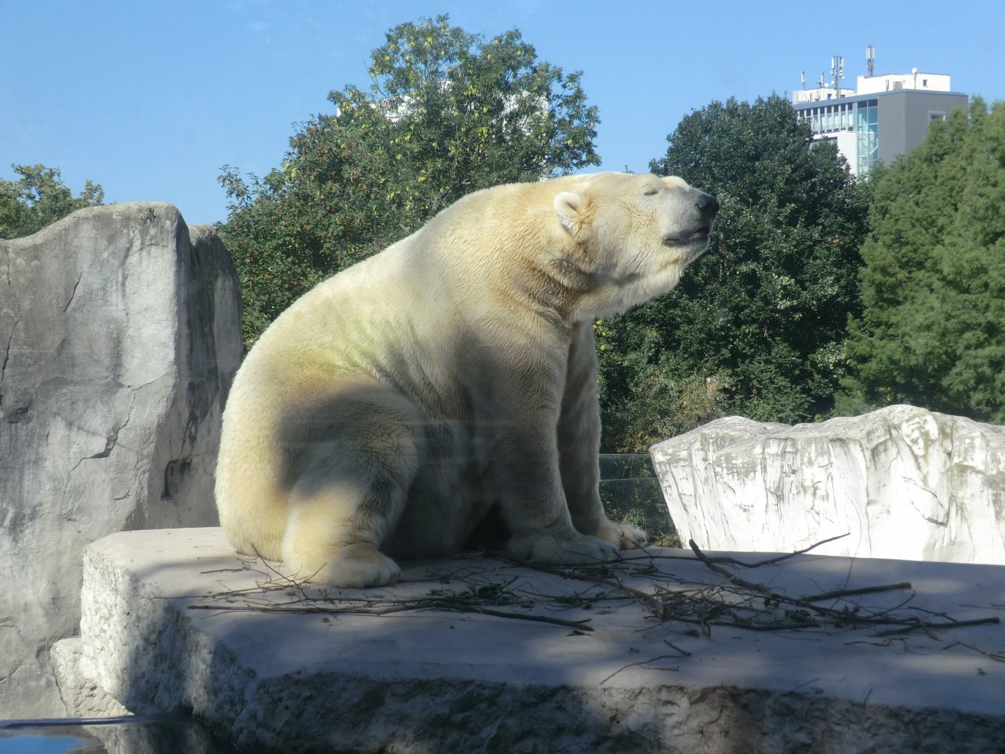 Polar bear