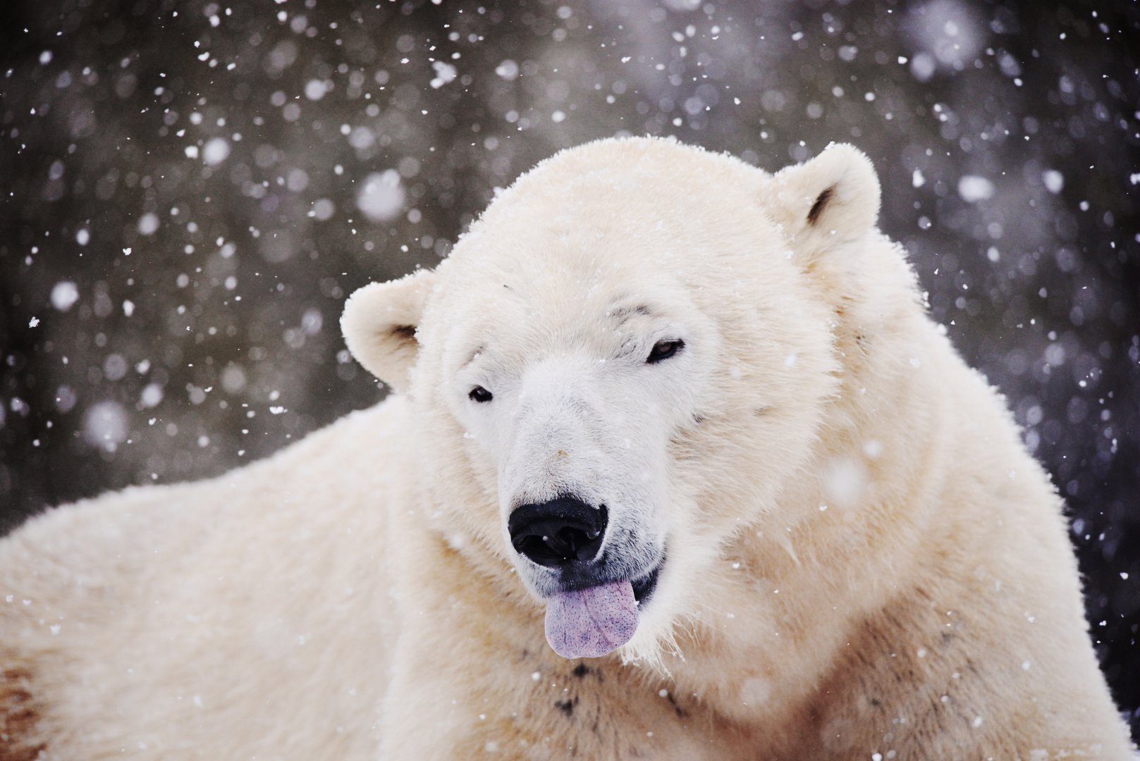 Polar bear