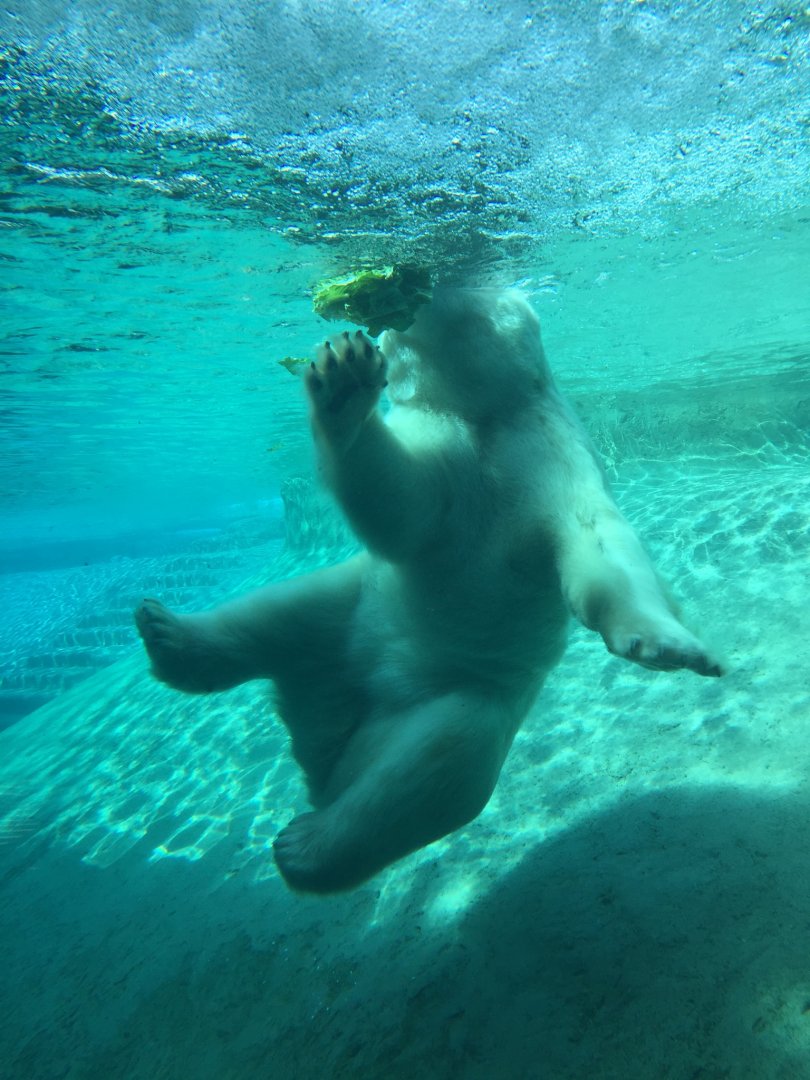 Polar Bear