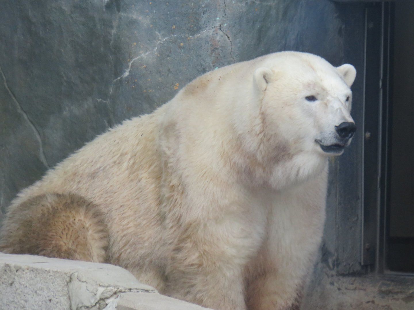 Polar bear