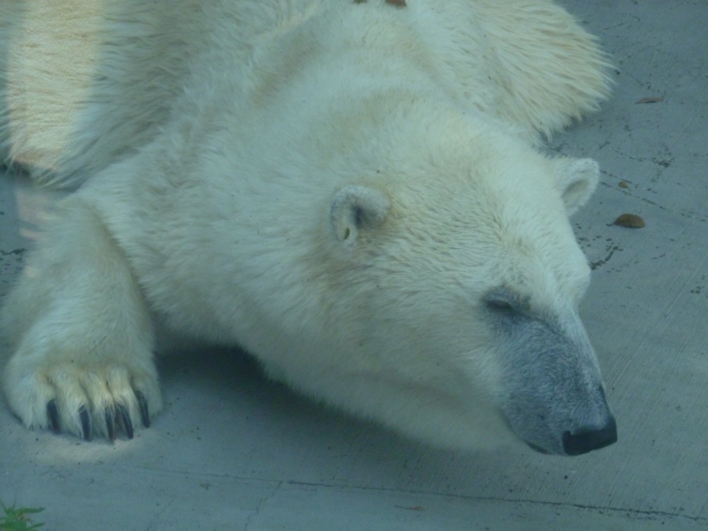 Polar bear