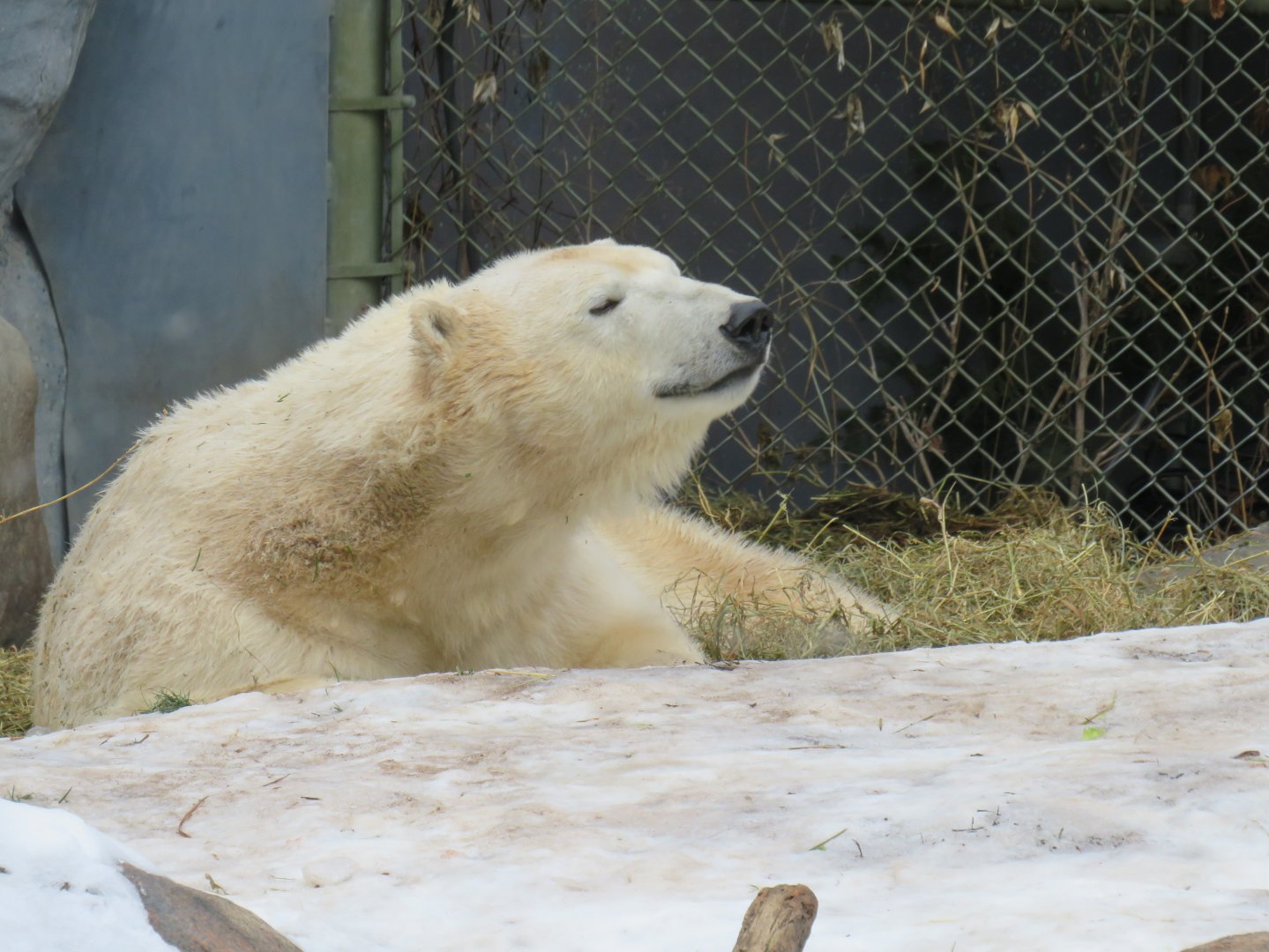 Polar bear