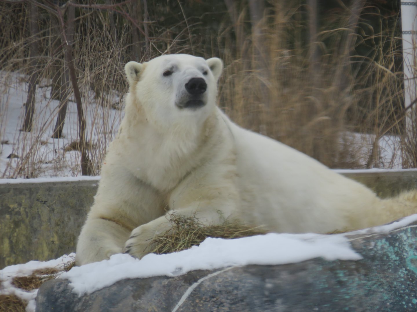 Polar bear