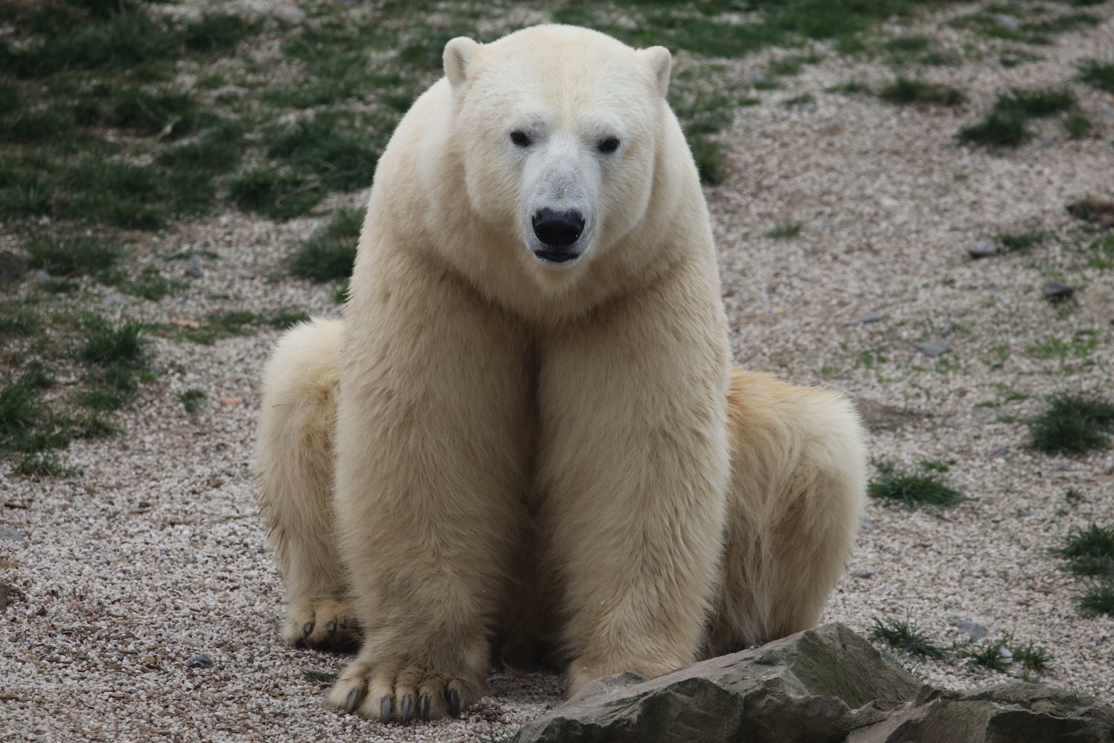 Polar bear