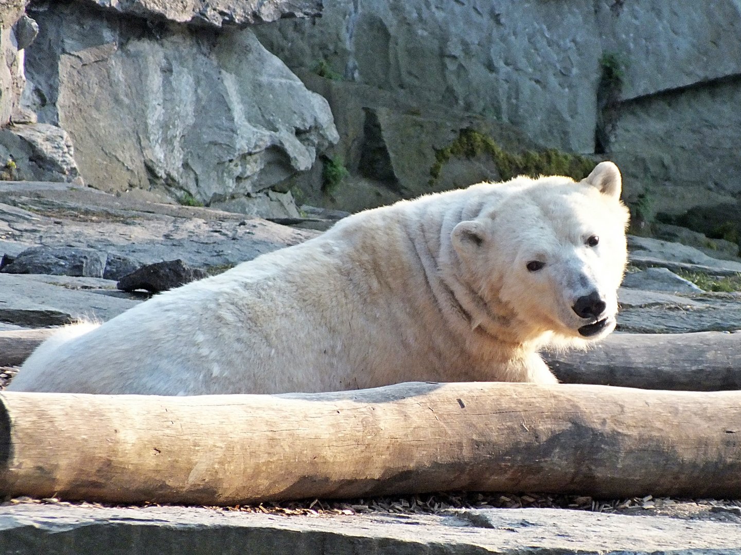 Polar bear
