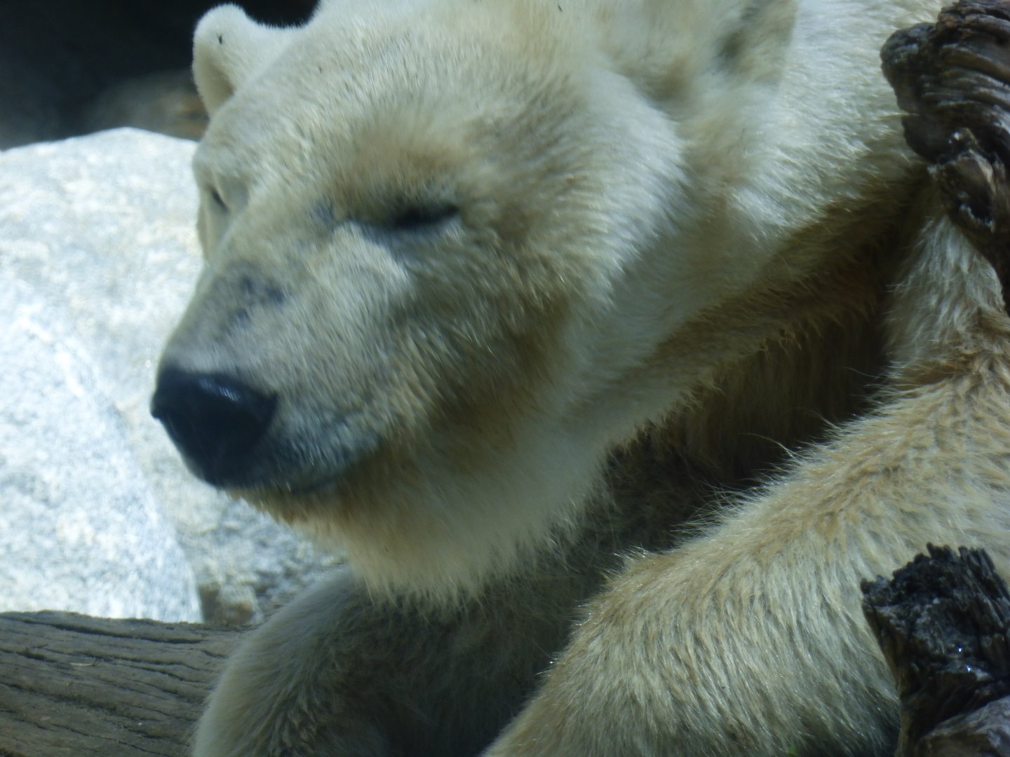 Polar bear