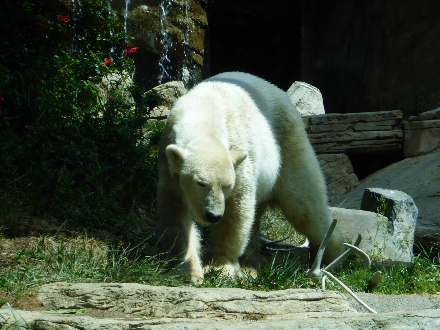 Polar bear