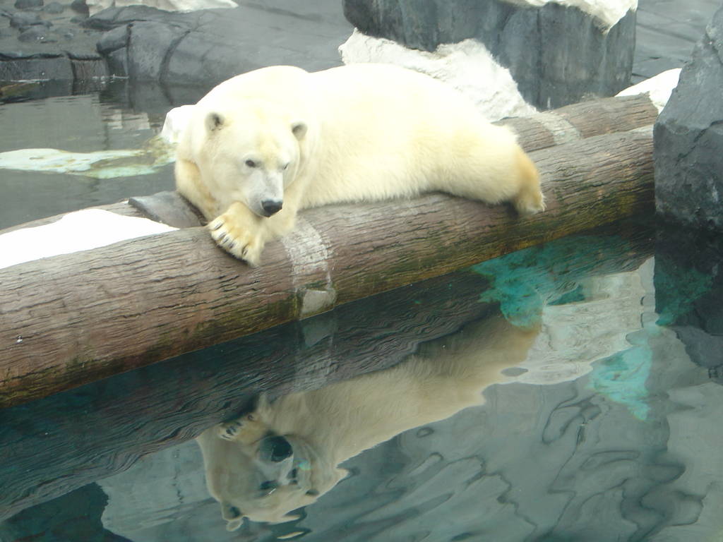 Polar Bear