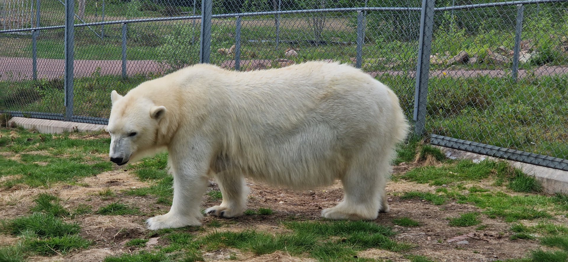 Polar Bear