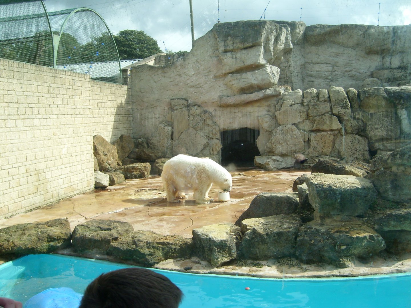 Polar Bear