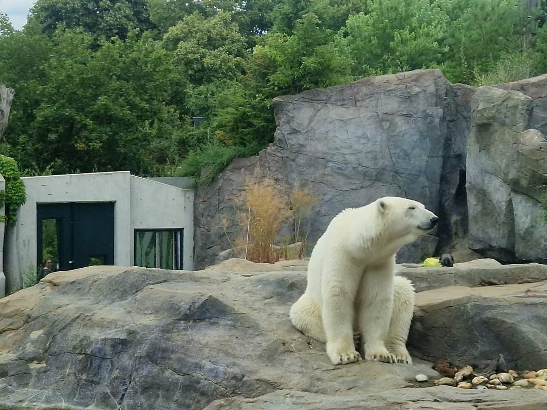 Polar Bear