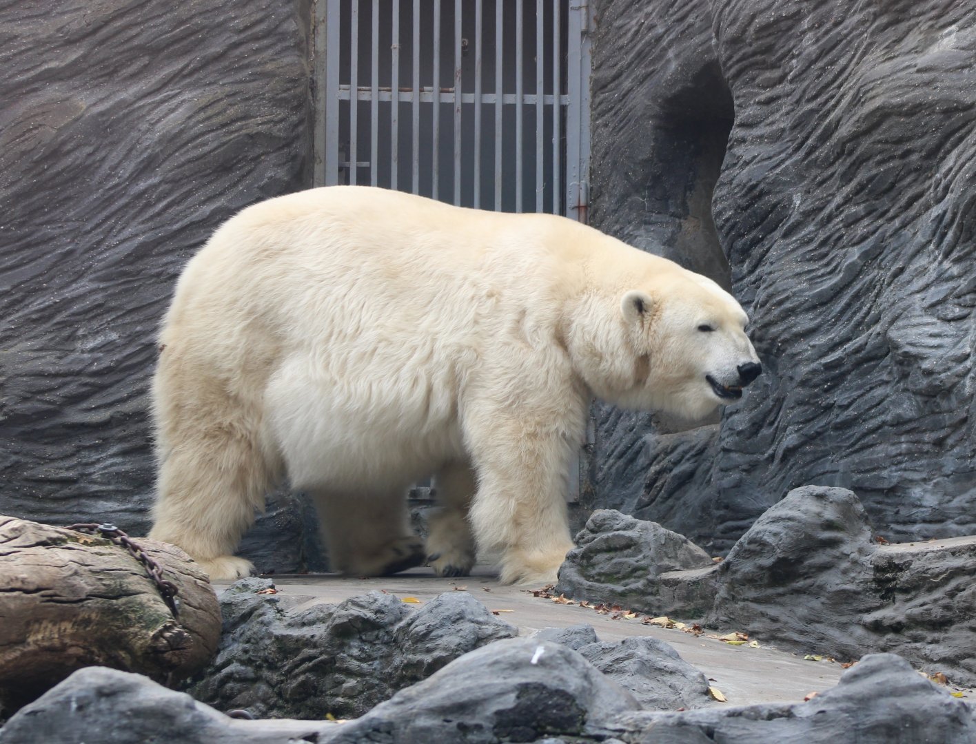 Polar bear